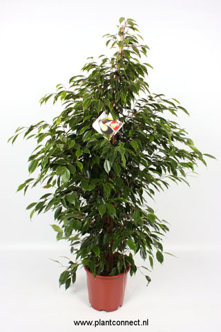 029 Ficus Anastasia