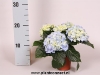 036 Hydrangea macrophylla