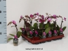 046 Phalaenopsis Little Love 1-Trieber