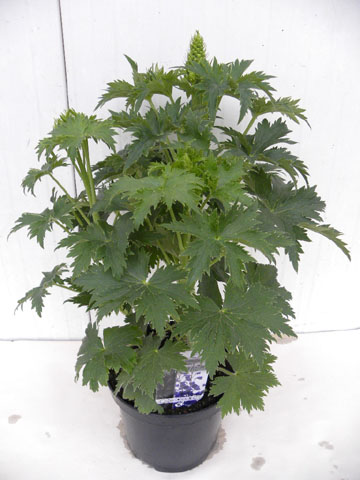 zomerplanten 19 cm pot, 9-6-2010 053